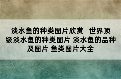 淡水鱼的种类图片欣赏   世界顶级淡水鱼的种类图片 淡水鱼的品种及图片 鱼类图片大全